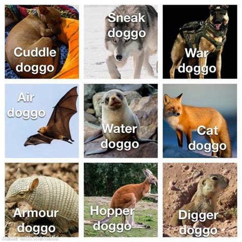 5+ Best Classification Memes - Worst Jokes Ever