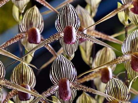 Why Is The Kadupul Flower So Expensive - Infoupdate.org