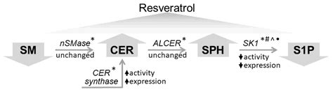 Resveratrol Affects Sphingolipid Metabolism in A549 Lung Adenocarcinoma ...