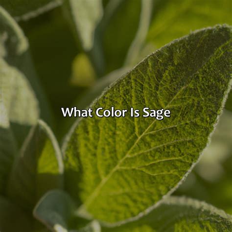 Define Sage Color at Jade Stainforth blog