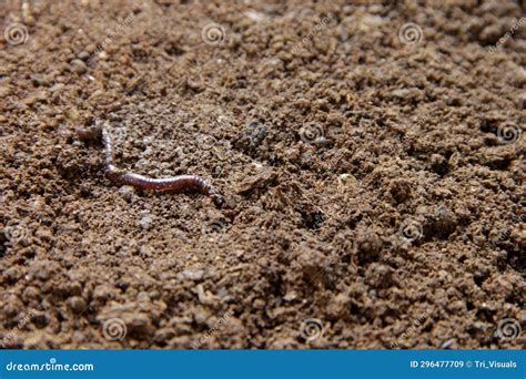 Earthworm Mouth Close Up