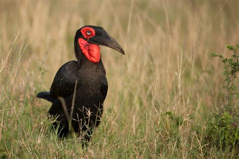 Southern Ground Hornbill