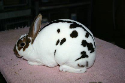 Image result for Mini Rex Varieties