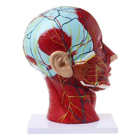 Buy LBYLYH Sagittal Plane 1:1 Human Head Skeleton Neck Vessel Nerve ...