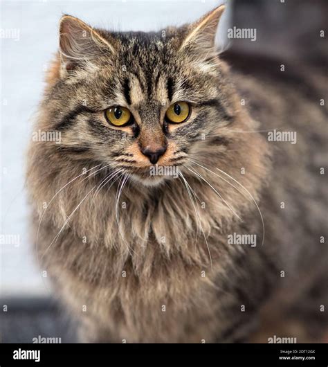 Long-haired domestic cat Stock Photo - Alamy