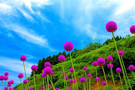 Colorful Spring Desktop Wallpaper 的图像结果