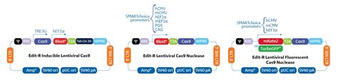 Lentiviral Cas9 nuclease reagents