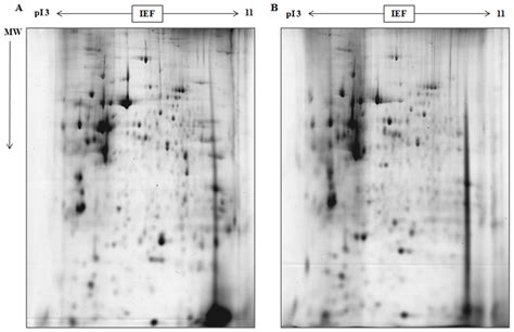 Proteomic Study of Differential Protein Expression in Mouse Lung ...