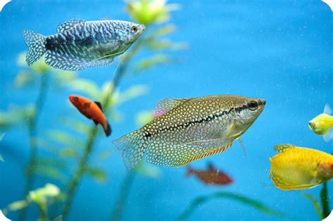 Image result for How Do Fish Reproduce Video