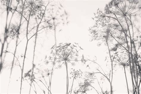 Dill Umbrellas Flowers Aesthetic Wallpaper – Myindianthings