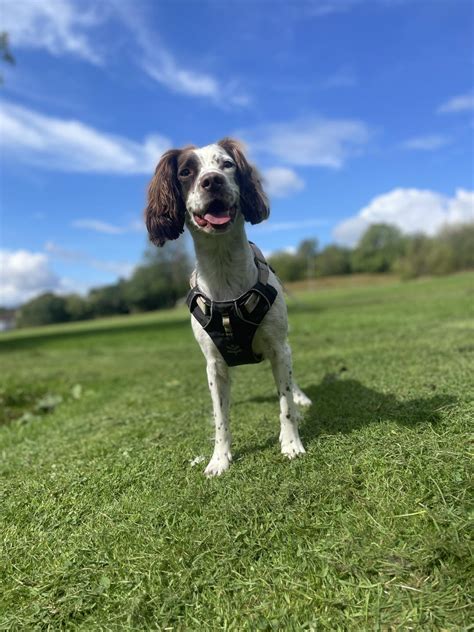 Image result for Fetch Training