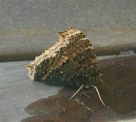 Camouflage Butterfly