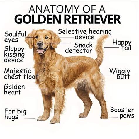 30 Best Golden Retriever Memes of All Time