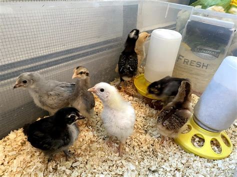 Image result for DIY Brooder Box