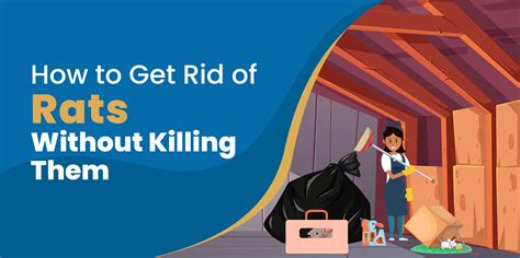 How to Get Rid of Rats in Attic For Good [Without Killing]