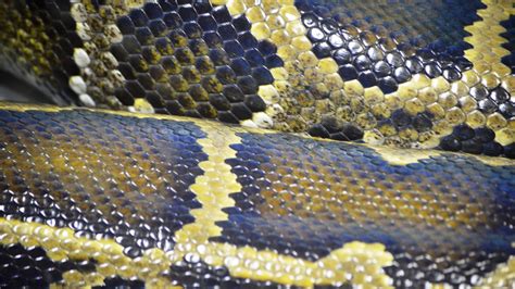 Image result for 25 Foot Python Snake