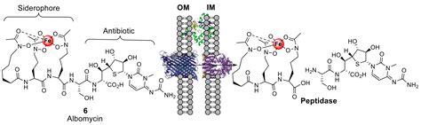 Siderophore–Antibiotic Conjugate Design: New Drugs for Bad Bugs?