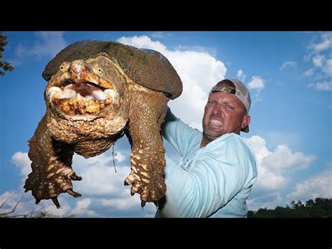 Image result for Catch Cook Clean Turtle