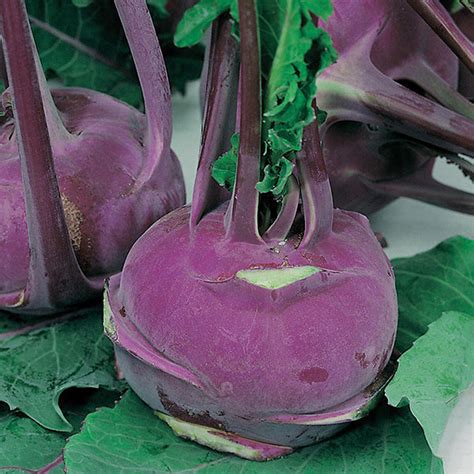 Knol Khol " Purple Vienna " Exotic 20 Vegetable Seeds – M-Tech Gardens