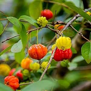 Creative Farmer Surinam Cherry (Eugenia Uniflora) Cherry Fruit Plants ...