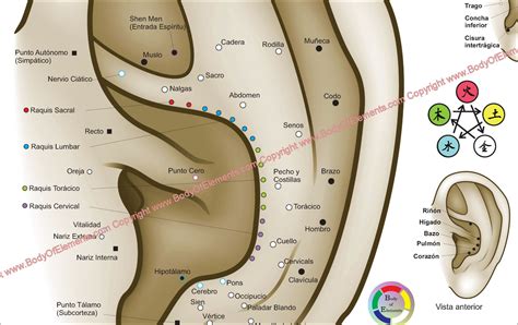 Auricular Ear Acupuncture Poster in Spanish – Body of Elements