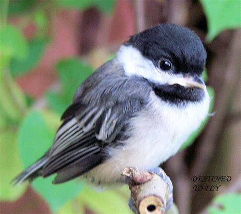 Black-capped Chickadee