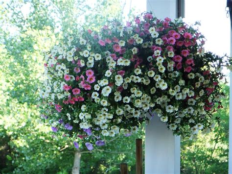 How To Care For Calibrachoa (Million Bells) Hanging Baskets