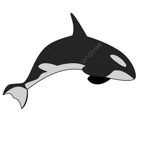 Cute Killer Whale Clip Art