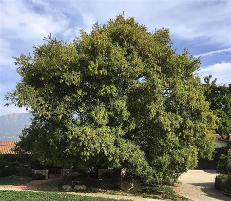 Coast Live Oak – Santa Barbara Beautiful
