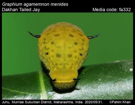 Graphium agamemnon | Butterfly