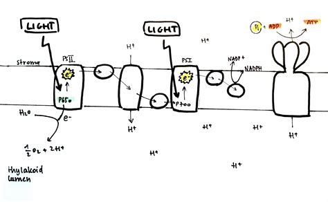 Photosynthesis Light Dependent Reaction