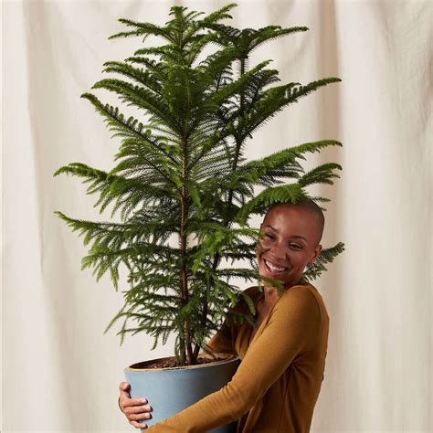 Norfolk Island Pine Houseplant Care Norfolk Island Pine Care Guide: A