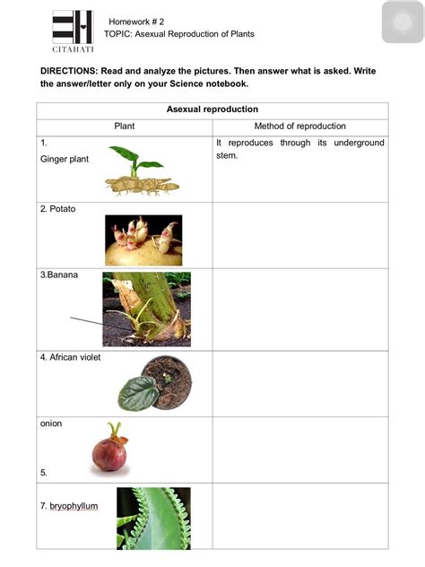 Image result for Vegetative Reproduction Class 5 Activity
