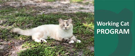 Image result for Working Cat Program