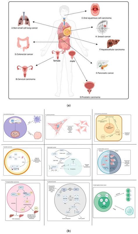 Regulatory Mechanism of Protein Crotonylation and Its Relationship with ...