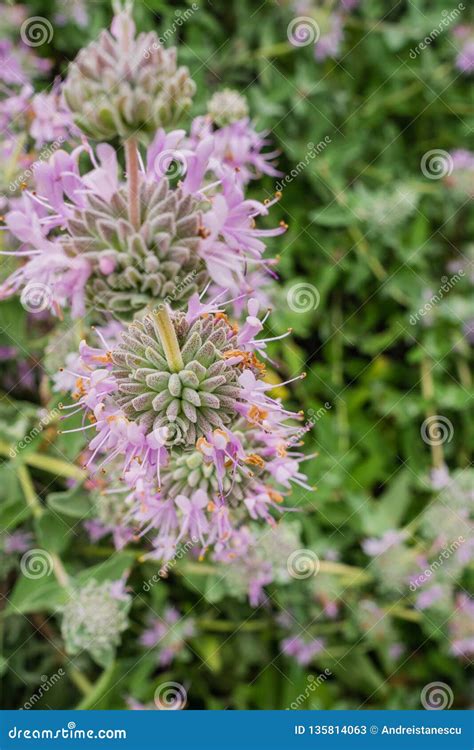 Purple Sage Salvia Leucophylla Blooming in Spring, California Stock Image - Image of bloom ...