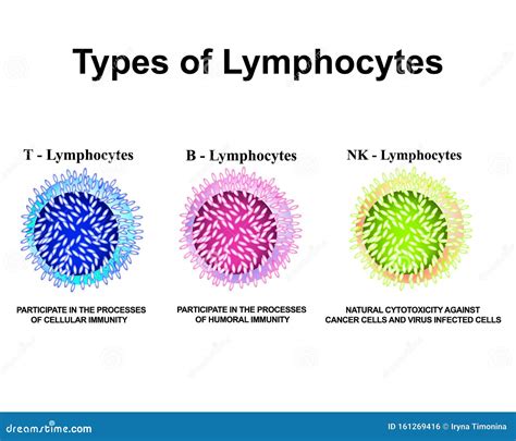 Image result for B Lymphocytes Function