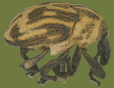 Insect Pests