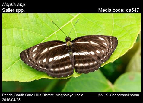 Neptis spp. | Butterfly