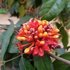 Sita Ashok Medicinal Tree (Saraca Asoca) - Live Herbal Plant Pack of 1 ...