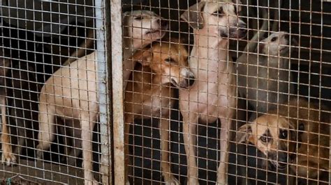 Jodhpur: 93 साल पहले पुलिस करती थी आवारा कुत्तों की देखभाल, आज नगर निगम ...