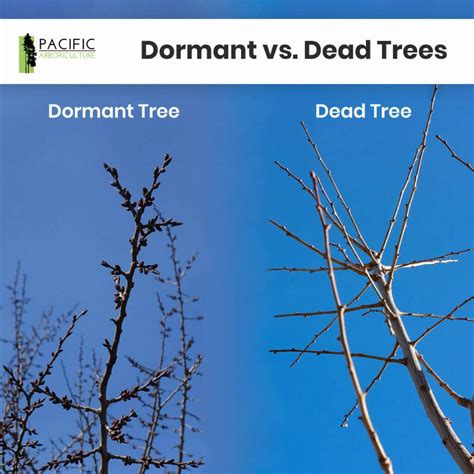What Is A Dormant Tree at Cooper Betts blog