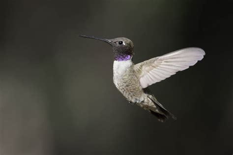 Hummingbirds In North Carolina: 11 Species You'll Spot In This State