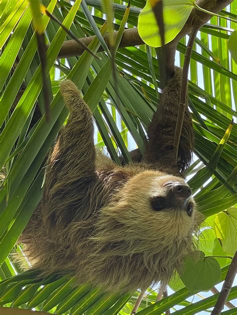 THE MONKEY BOWL (Isla Colon, Panama - Bocas del Toro) - Hotel Reviews ...