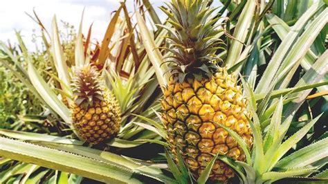 'PrimeApple': First Cargo Of India's Premium Quality Pineapples ...