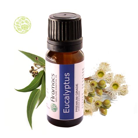 Eucalyptus Essential Oil - Where to buy eucalyptus oil?