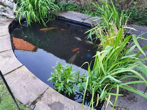 Butterfly Spanish Tutorial 的图像结果