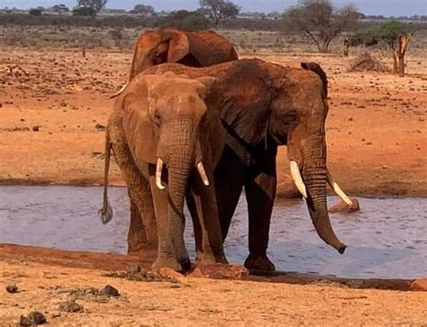 Kenya Watamu Safaris - All You Need to Know BEFORE You Go