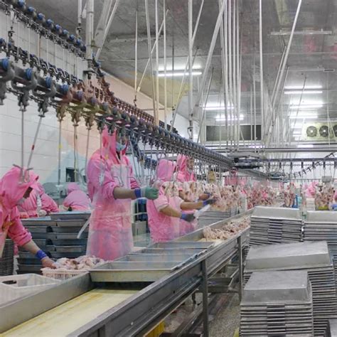 Small Commercial Chicken Processing 的图像结果