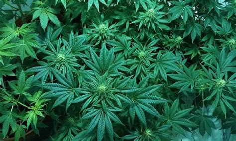 What is hydroponic weed? Why are young professionals using it as an ...